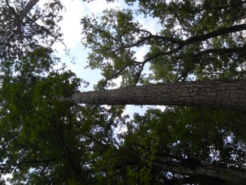 Loblolly Pine Oldfield Pine These pines are very large, resinous and fragrant trees with a rounded crown of branches, often growing to heights of 100 or more feet with trunk diameters of 3 feet.
