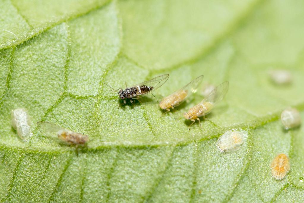 What does the psyllid look like? Adult TPP are about 3mm long and resemble cicadas and winged aphids.