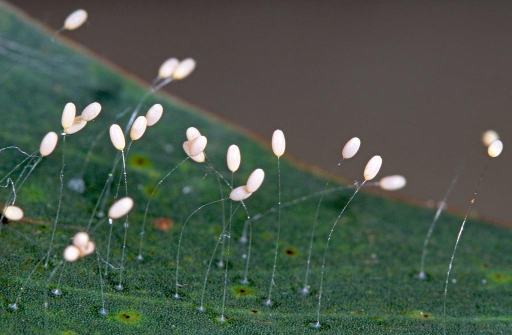 Insects that may be confused with the psyllid Green lacewing eggs look similar to TPP eggs, but they are pale