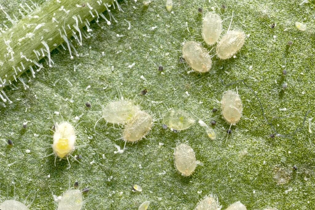 Photo: A winged aphid Scott Bauer, United States Department of Agriculture, Agricultural Research Service