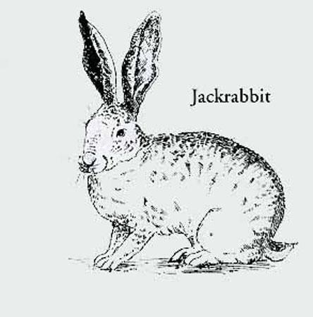 The Archaic people who lived in Blue Knife Basin House hunted large animals such as mule deer and pronghorn, as well as jackrabbits and cottontails.