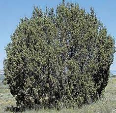 Forms a large shrub or small ornamental tree with an upright crown.varieties: Native Mountain Ash, Showy Mountain Ash, Oakleaf Mountain Ash.