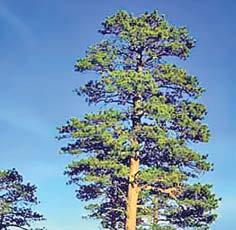 Ponderosa Pine Pinus ponderosa Mature Height: 60-80 Mature Spread: 30-40 Water Needs:
