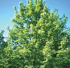 Larger A symmetrical, conical to rounded tree with ashy-gray bark that becomes deeply ridged in a crosschecked,