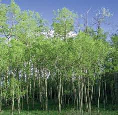 Narrowleaf Cottonwood Populus angustifolia Mature Height: 60-80 Mature Spread: 20-30 Water Requirements: Adaptable Flower Color: N/A