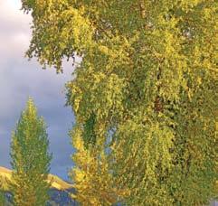 Will sucker in most situations. Long, narrow, willow-like leaves are bright green, becoming rich yellow during autumn.
