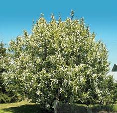 Shubert or Canada Red Chokecherry Prunus Virginian Shubert Mature Height: 20-30 Mature Spread: 15-25 Sun: Sun Water Needs: