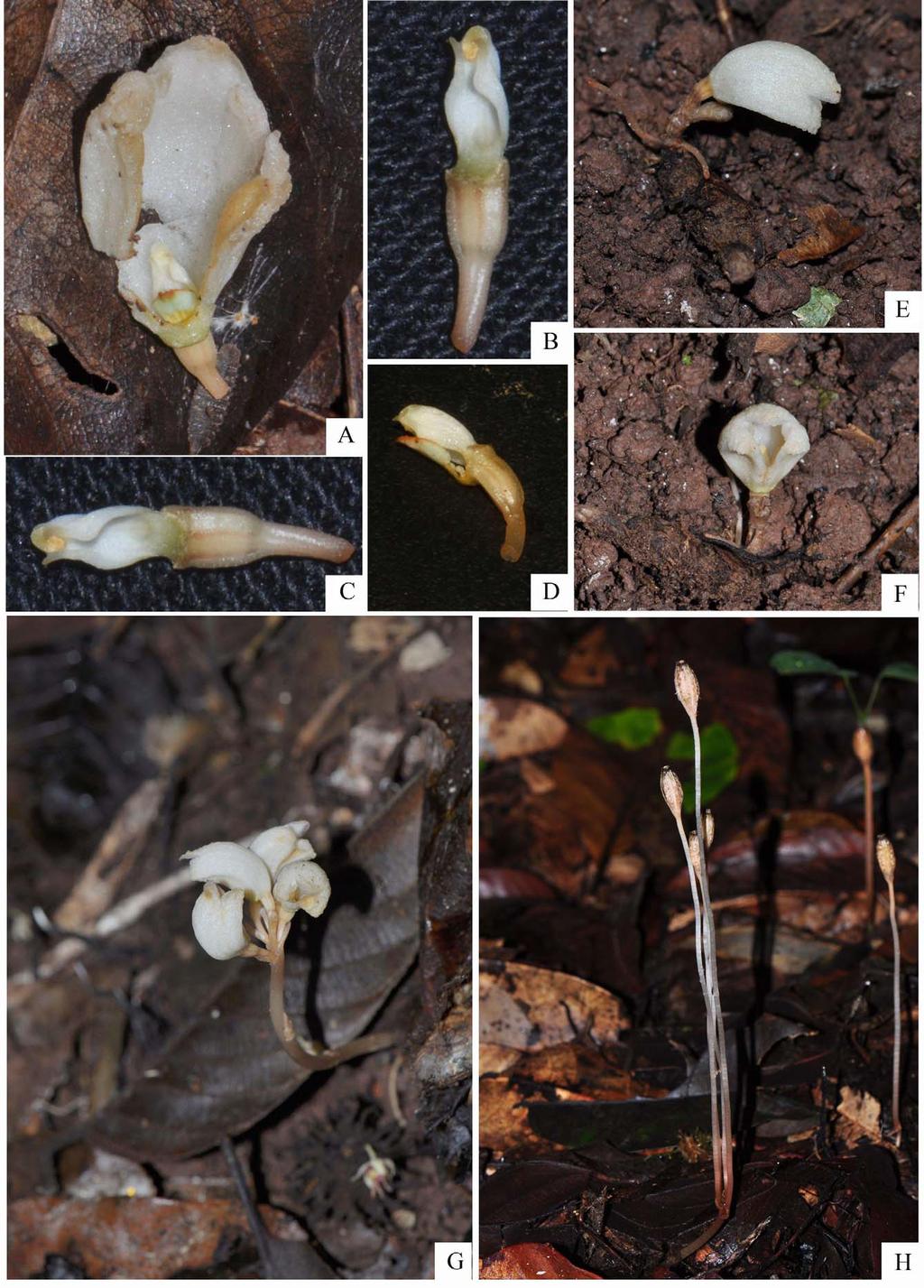 FIGURE 1. Gastrodia albidoides (from the type locality). A. Longitudinal section of flower. B, C. Column. D. Lip, column, and ovary. E G.