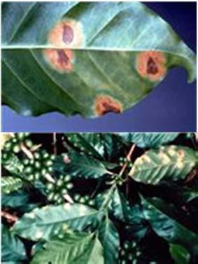 coffee leaf rust (Hemileia vastatrix) View online at http://www.plantwise.org/knowledgebank/datasheet.aspx?