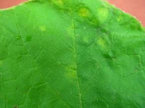 Upper surface (pumpkin) Lower surface Cucurbit Powdery Mildew by Sally Miller, State Extension Specialist, Ohio State