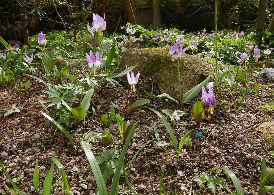 Another mystery is this Erythronium aff.