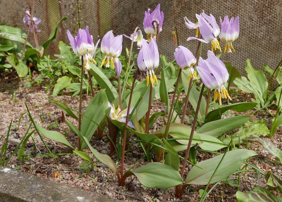 I have seen pictures of wild populations with a mix of colours from white through to dark pink/purples so I am not clear what the correct status is -so - for the purposes of the Bulb Log I