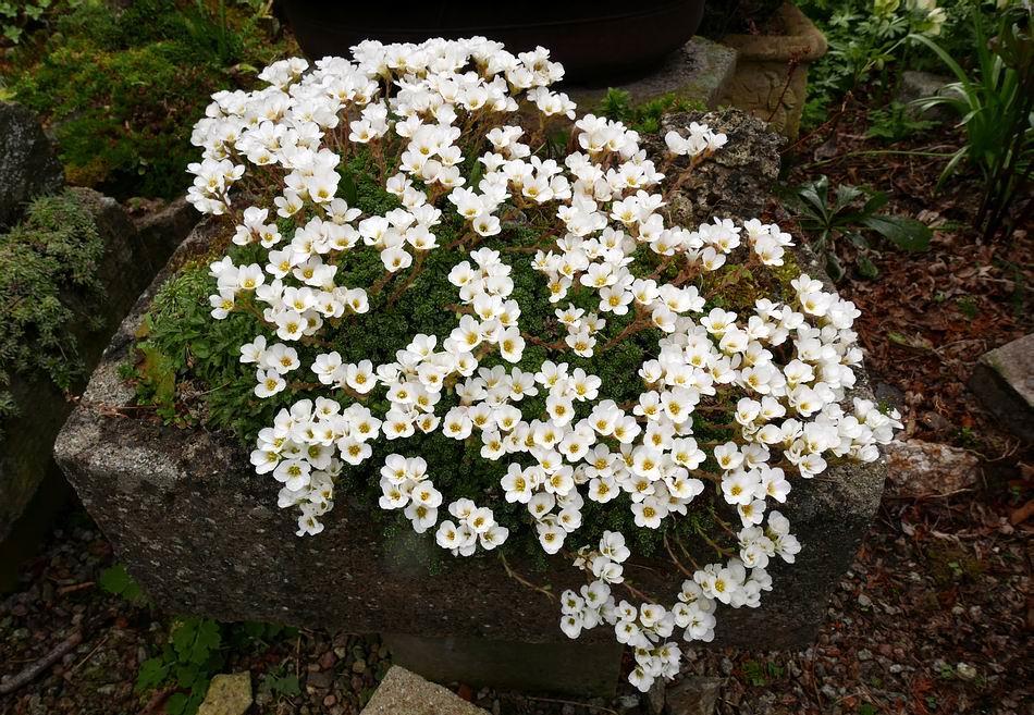 While I enjoy growing plants from around the world such as this Saxifraga marginata in