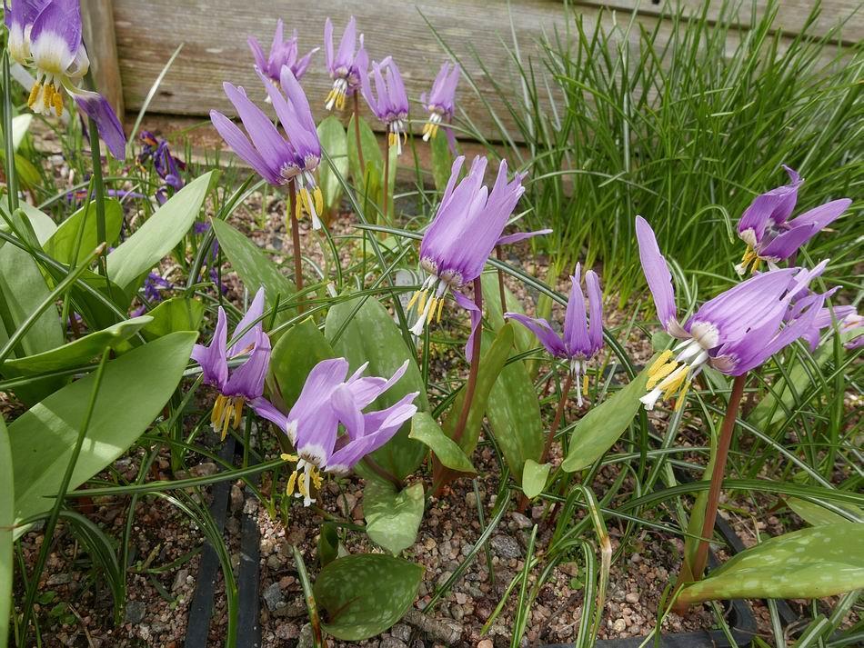 This is a different form from the complex which I believe is Erythronium sibiricum (sibiricum), it is
