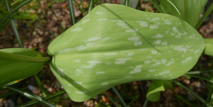 Erythronium sibiricum (sibiricum) The following pictures illustrate that their leaves differ in shape