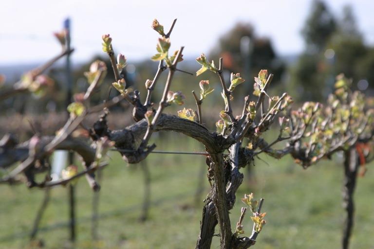 Warmer temperatures can advance early growth stages of the vine, like,, and. 11 www.