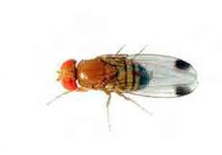 Spotted-Wing Drosophila Drosophila suzukii (Forme
