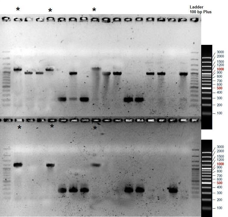 Fig. 29: Colony PCR of POD 1 gene; (The colonies marked with a star sign, in the both gels, are the ones with our fragment of interest).