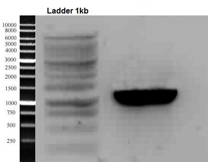Fig. 30: The PK7WG2 Colony PCR of POD 1 gene Fig.