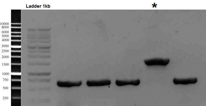 Tumefaciens, the positive colonies were checked by pcr amplification of the Agro-plasmid