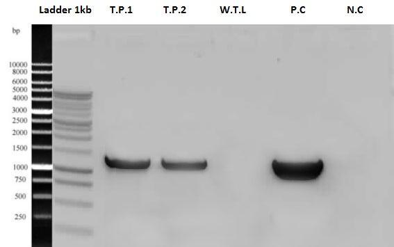 Fig. 33: The PCR amplification to control the transformation efficiency: (T.P.1): Transgenic petunia 1 st pot; (T.P.2): Transgenic petunia 2 nd pot; (W.T.L.): Wild type line; (P.C.): Positive control; (N.