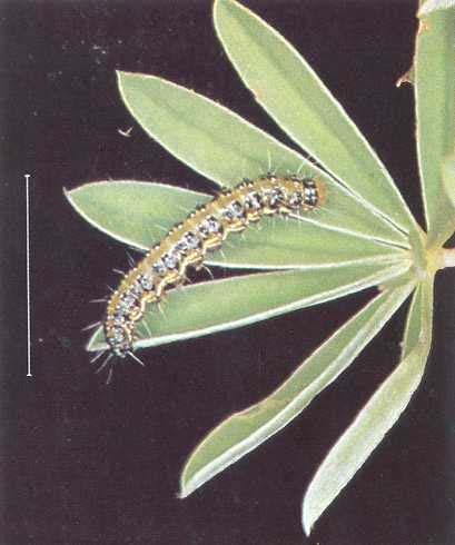 Forest and Timber Insects in New Zealand No. 42 Kowhai Moth Insect: Uresiphita polygonalis maorialis (Felder) * (Lepidoptera: Pyralidae) Based on M. K. Kay (1980) * Previously known as Mecyna maorialis Felder Fig.