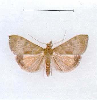 Fig. 3 - Kowhai moth. Fig.