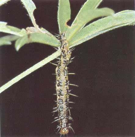 Fig. 6 - Caterpillar of kowhai moth killed by disease. References Gadgil, R.L. 1971: The nutritional role of Lupinus arboreus in coastal sand dune forestry. 2.