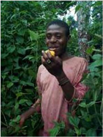E.g. Irvingia gabonensis& Irvingia wombolu Bush mango is cultivated for its fruit - rich in vit C and the kernel rich in lipids, essential oils, and minerals.