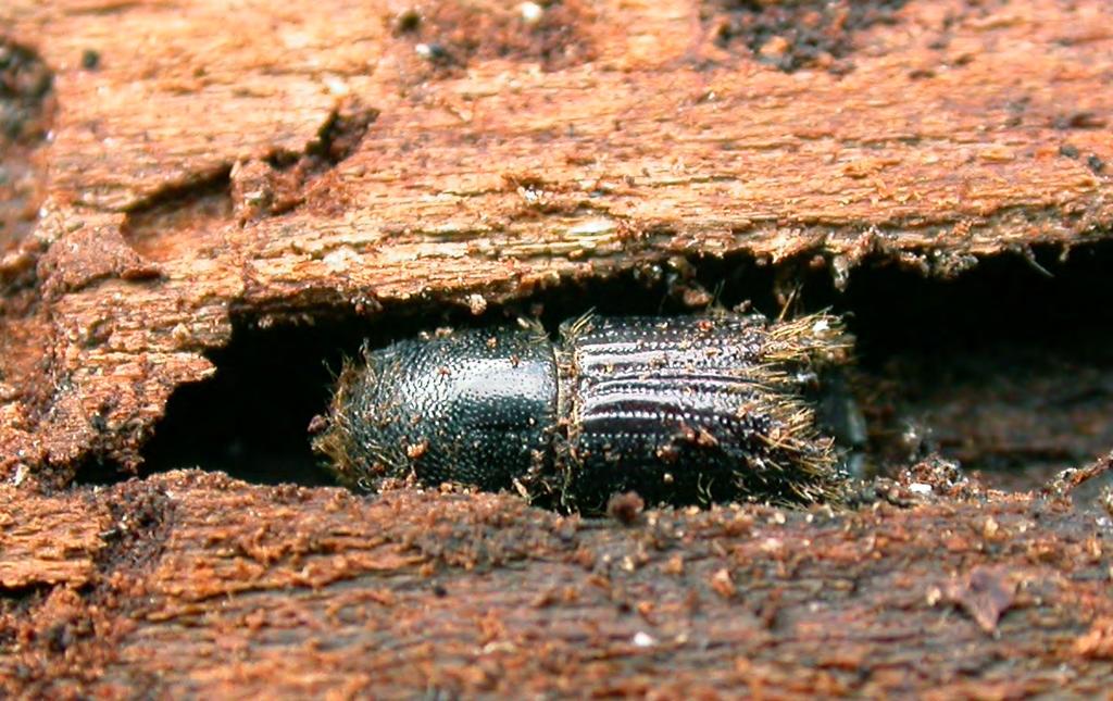 The Norway spruce bark beetle (Ips typographus) Ips typographus is an insect of the family Coleoptera, subfamily Scolitinae, that includes numerous forest pests species.