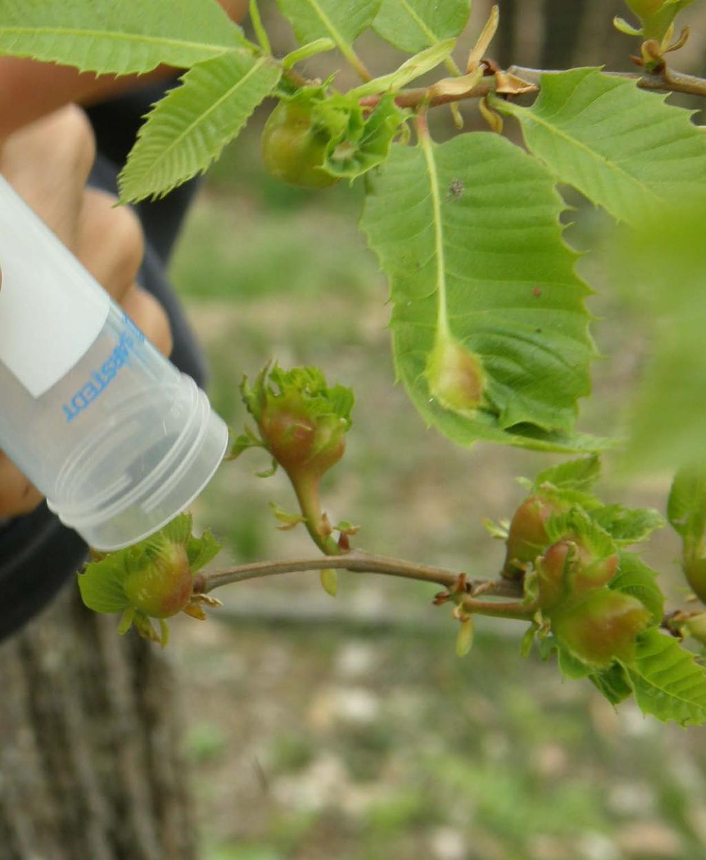 Chestnut tree gall wasp El Bierzo, Leòn 2014 Why is biological control is a better method?