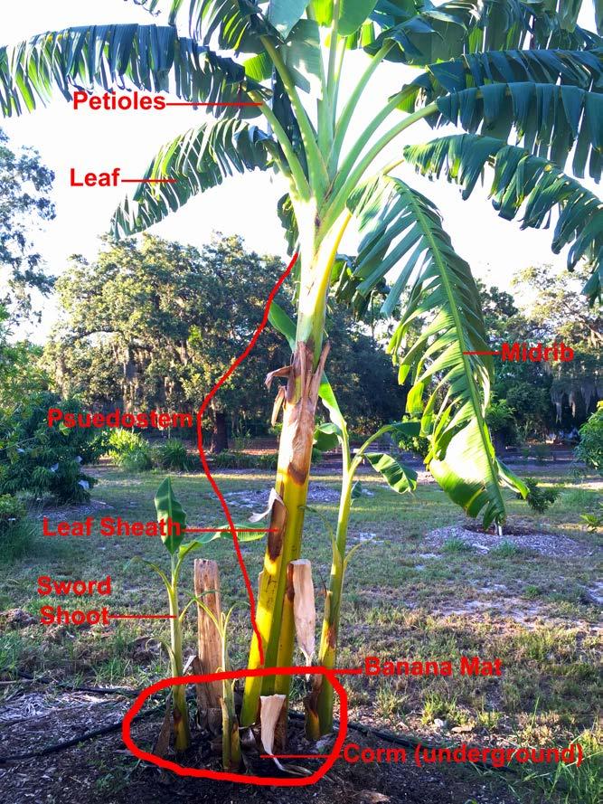 pollina3on Bananas are easy to grow sun,