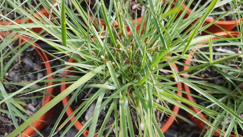 Cymbopogon ambiguus NATIVE LEMONGRASS Native Lemongrass is an aromatic grass with narrow green stalks and leaves.