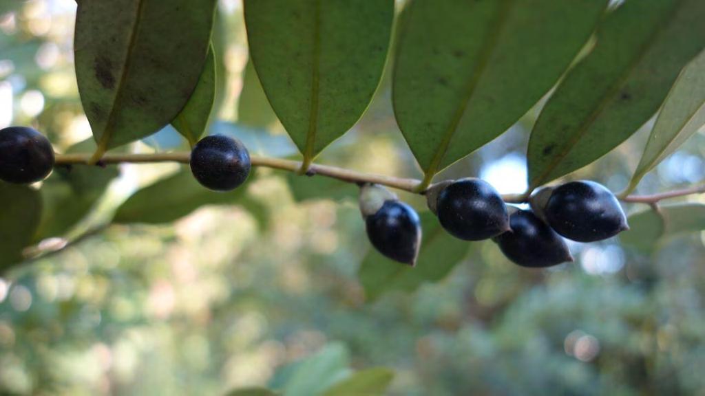 Diospyros australis NATIVE BLACK PLUM Is an attractive small/medium tree with glossy green leaves,.