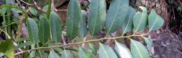 Black Plum is a rainforest tree enjoying moist soil, but can tolerate heavy shade.
