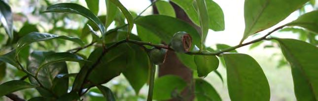 The pulp is a creamy colour with many small seeds, similar to other guavas.