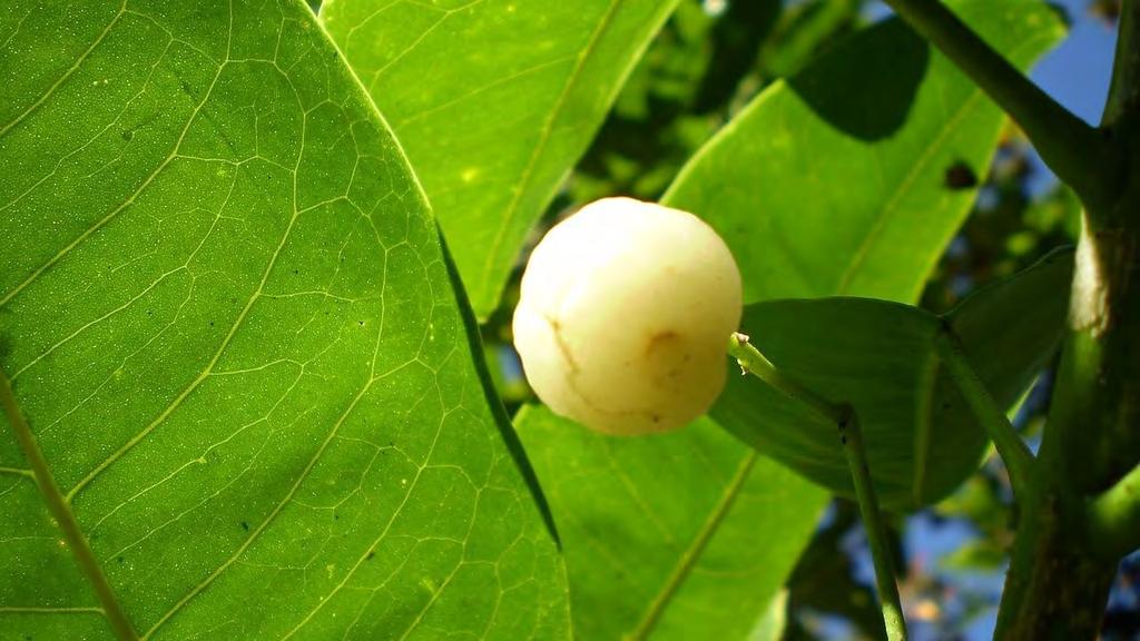 Acronychia acidula LEMON ASPEN Lemon Aspen is an attractive tree