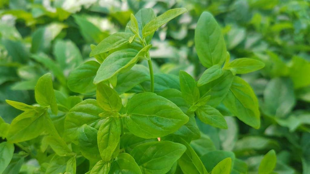 Mentha australis NATIVE RIVER MINT River Mint is a native relative to peppermint