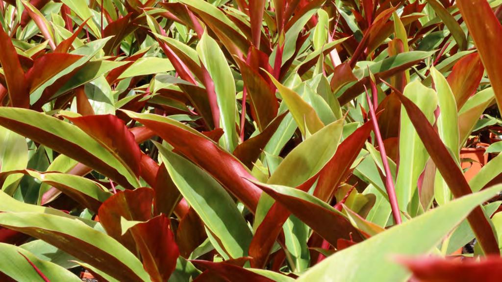 Alpinia Atherton Form RED BACK AUSSIE GINGER Red Back Australian