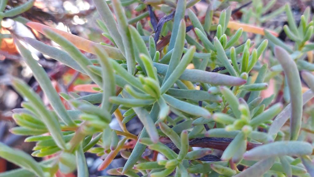 Suaeda australis SEABLITE Seablite is a low growing, spreading shrub to 50cm with fleshy,