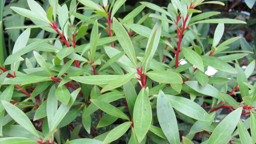 Tasmannia lanceolata MOUNTAIN PEPPER Mountain Pepper is a tall shrub growing 3 to 5m. It has green narrow leaves with bright red stems.