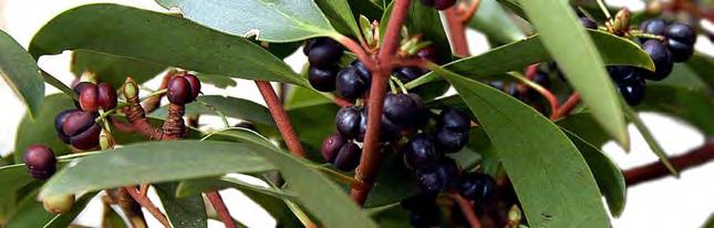 Both the leaves and the berries can be harvested throughout the year and used in cooking.