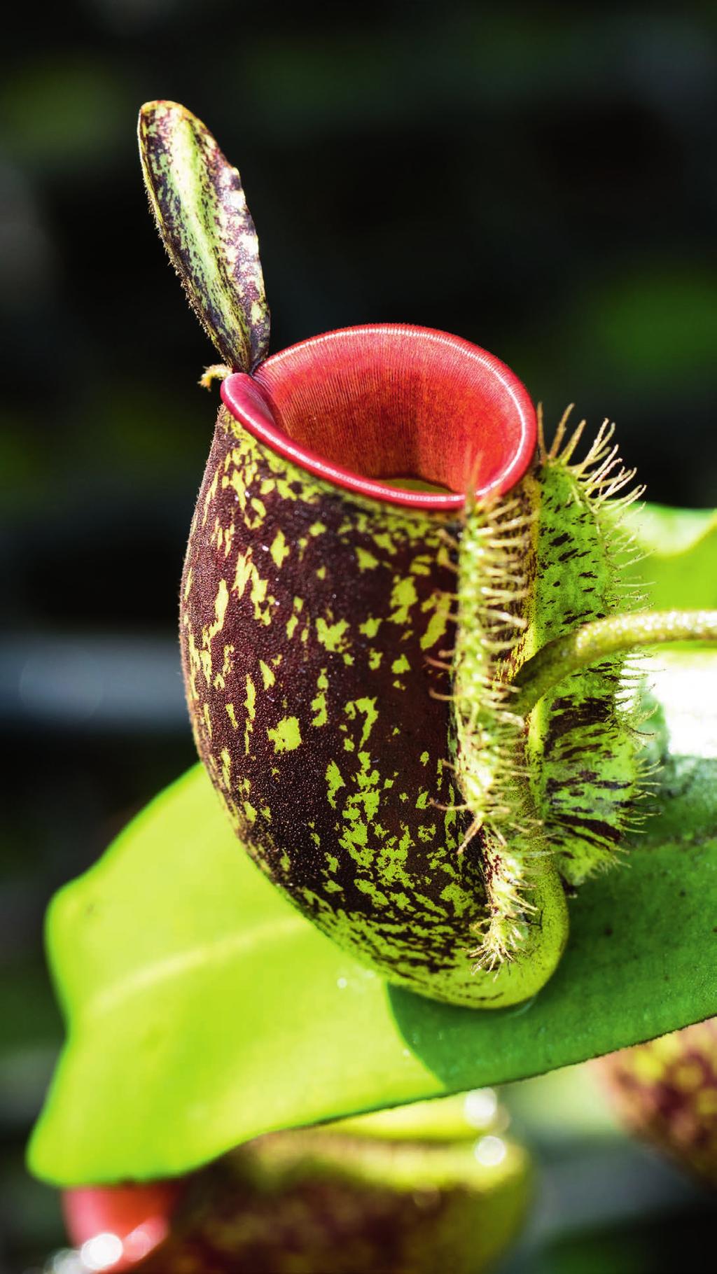 Nepenthes ampullaria Cherry Delight The lower pitchers are brown with green markings and the peristome is