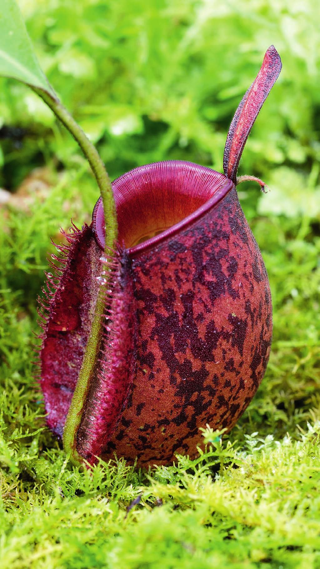 Nepenthes ampullaria Bronze Delight The lower pitchers are a red-bronze color with brown markings and the peristome is the