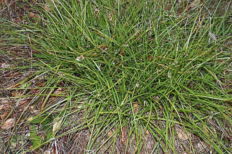 Sedge family Carex tumulicola Mack Spli-tawn sedge Foothill sedge 1 Berkley sedge 2 CATU3 Images 10 TAXONOMY GENERAL INFORMATION The species is distributed along the Western America, North from
