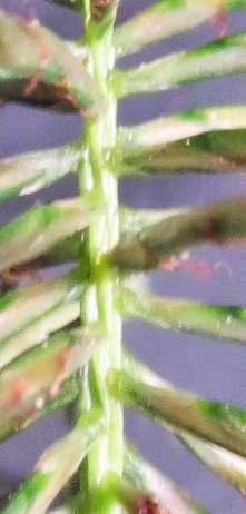 same side of spikelet, spikelet mostly terete Achene