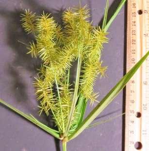 branch), spikes up to 3 cm in length, ellipsoid; spikelets with