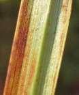 spikelets; spikelets with 1 to 3