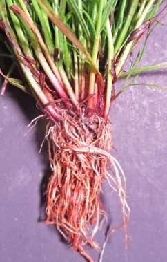 Missouri Notes: plant annyual, short (to 35+ cm); culm