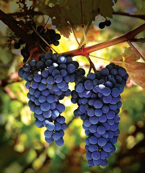 Carmenere : the signature of the new generation Black grape originally from Bordeaux region. Fom the same family of Cabernet Franc, as well called «grande vidure».